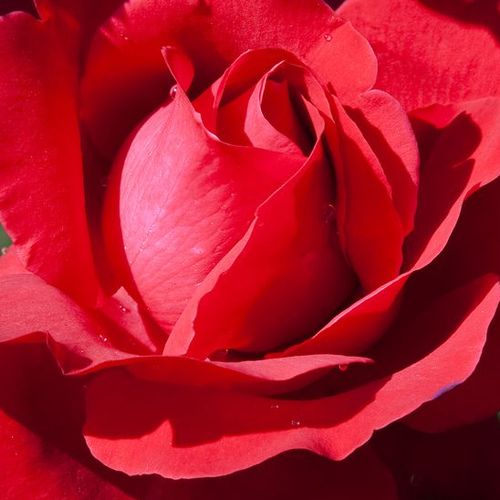 Magazinul de Trandafiri - trandafir teahibrid - roșu - 0 - trandafir cu parfum intens - W. Kordes & Sons - ,-